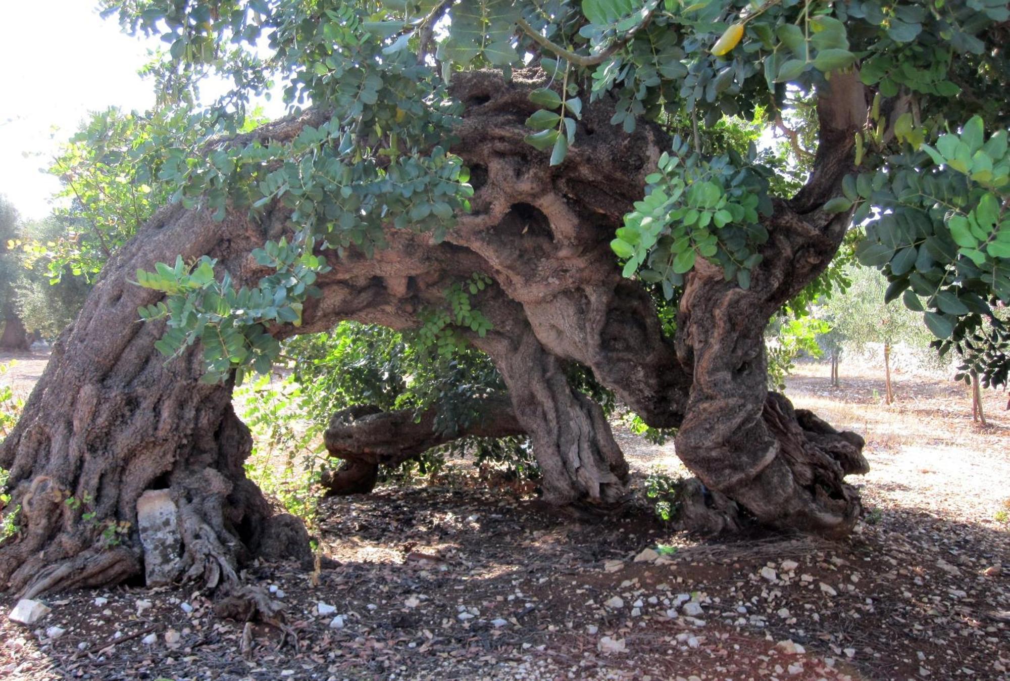 Masseria Don Sante Fasano Kültér fotó