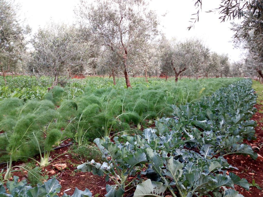 Masseria Don Sante Fasano Kültér fotó